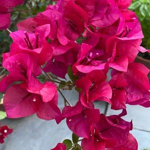 Meet your Posher, Urbanchic